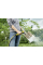 Пистолет для полива Karcher