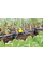Комплект форсунок Karcher Rain System