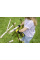 Пильные полотна для древесины Karcher, 1 шт