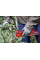 Акумуляторний секатор Einhell GP-LS 18/28 Li BL Kit, 2.5Ah, з/п